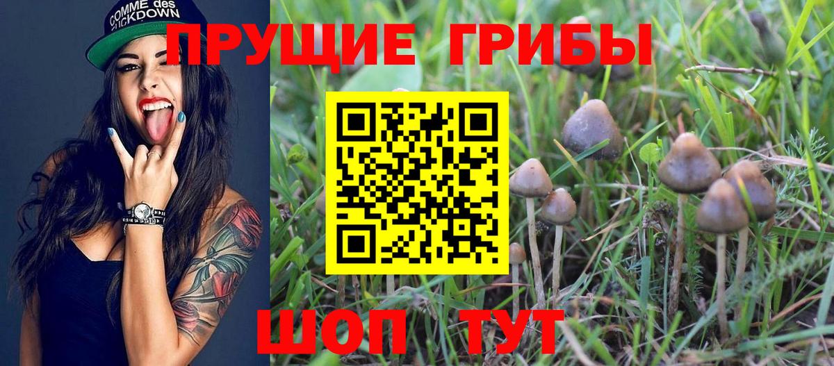 Галлюциногенные грибы Psilocybe Красноуфимск